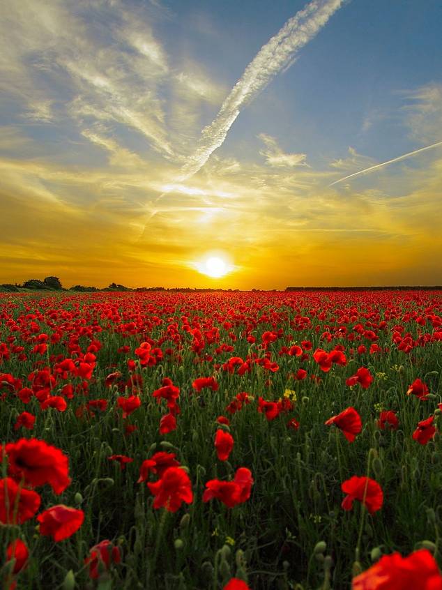 ImpulsToGo-Er ist erhöht-Impuls